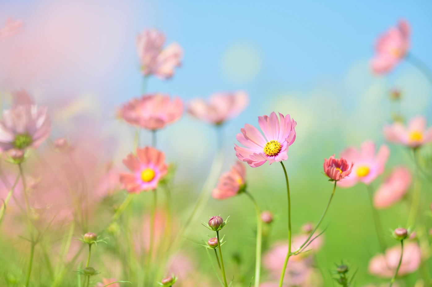 bunte-blumenwiese-vor-turkis-himmel